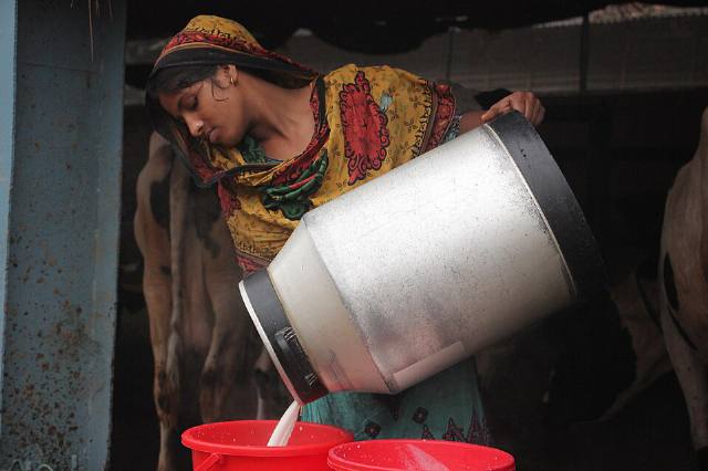 Fresh Buffalo Milk