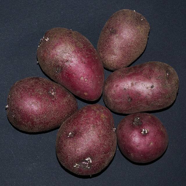 Potato (Aloo)